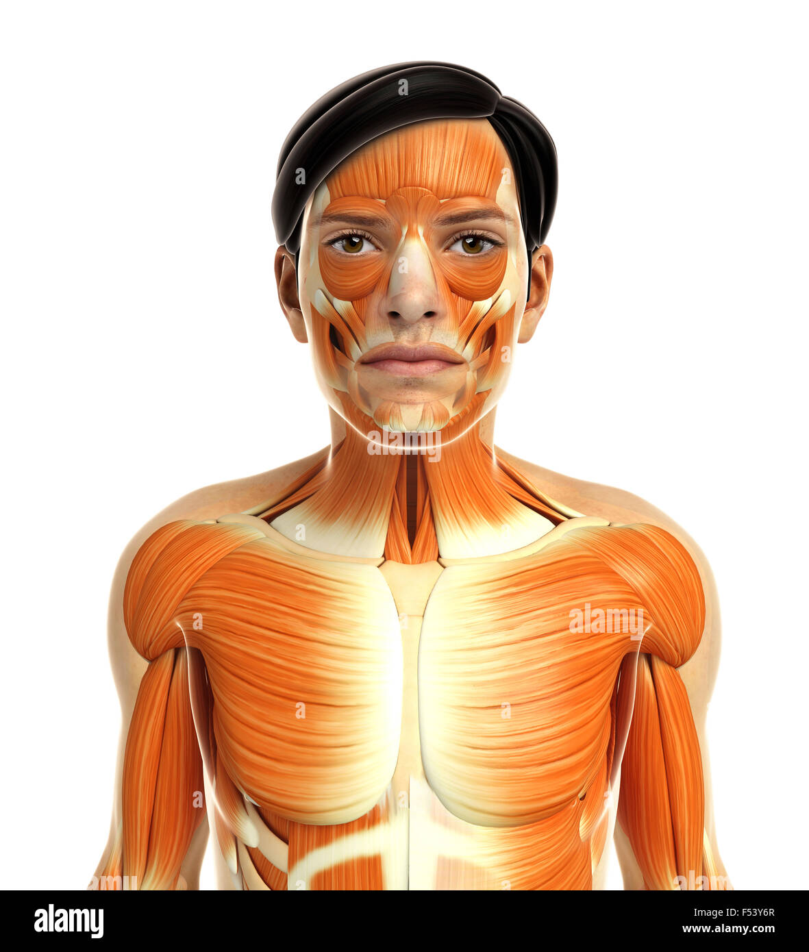 3d rendered illustration of human body Stock Photo - Alamy