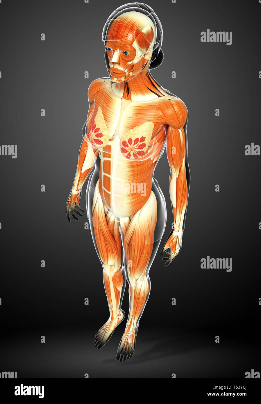 3d rendered illustration of human body anatomy Stock Photo - Alamy