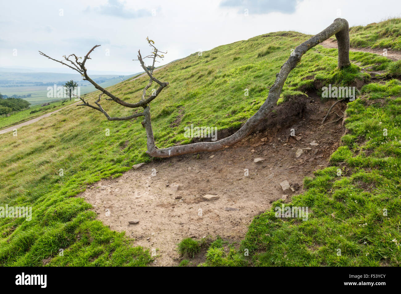 Bent tree trunk, Rushup Edge, Derbyshire, Peak District National Park, England, UK Stock Photo