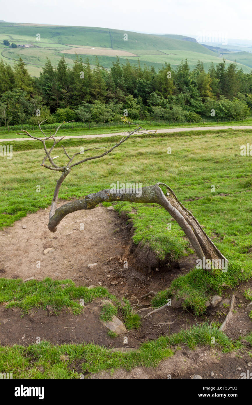 Old bent tree, Rushup Edge, Derbyshire, Peak District National Park, England, UK Stock Photo