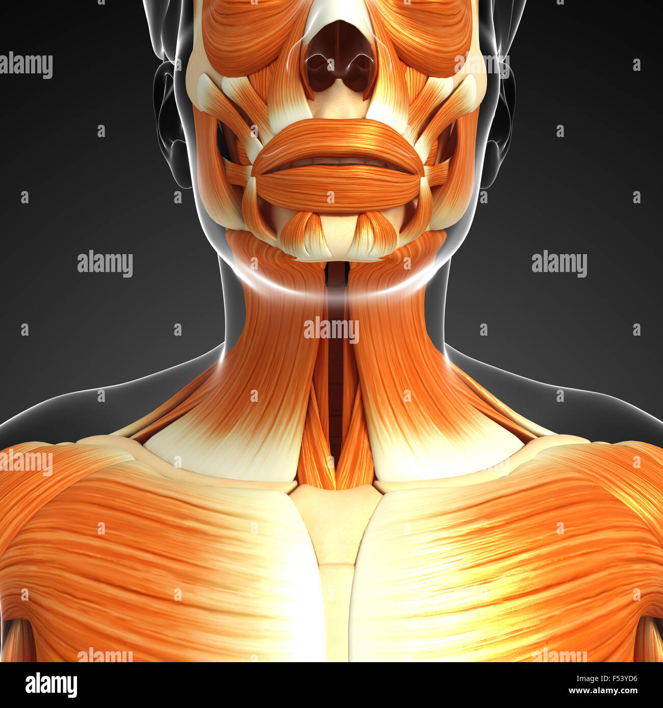 3d rendered illustration of human body anatomy Stock Photo - Alamy