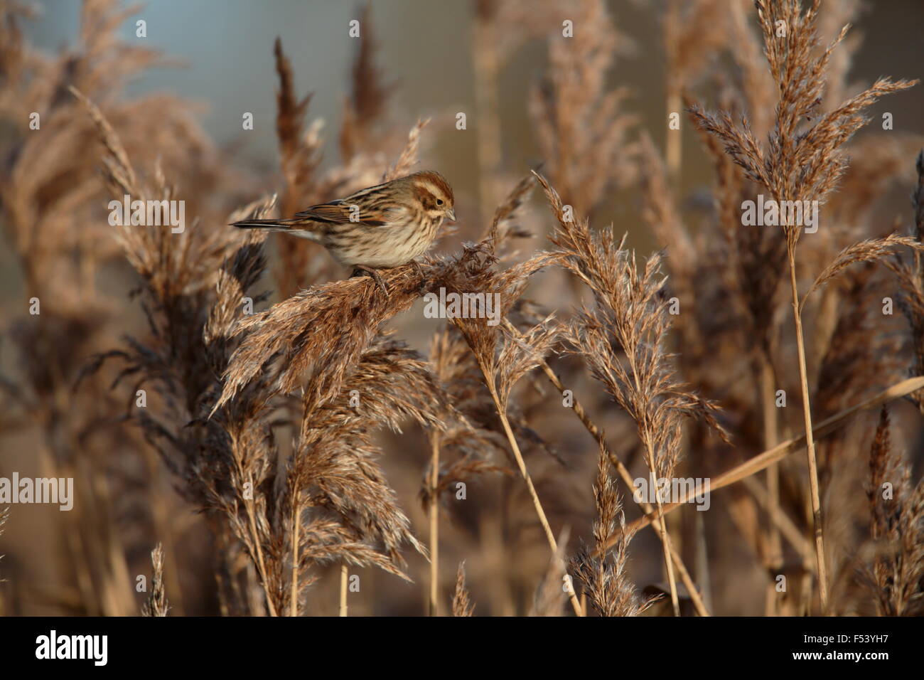 Reed Bunting, Emberiza schoeniclus,feeding in phragmites Stock Photo