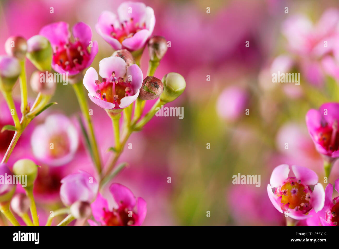 Chamaelaucium Uncinatum (Wax flower)  Close up of pink flowers Stock Photo
