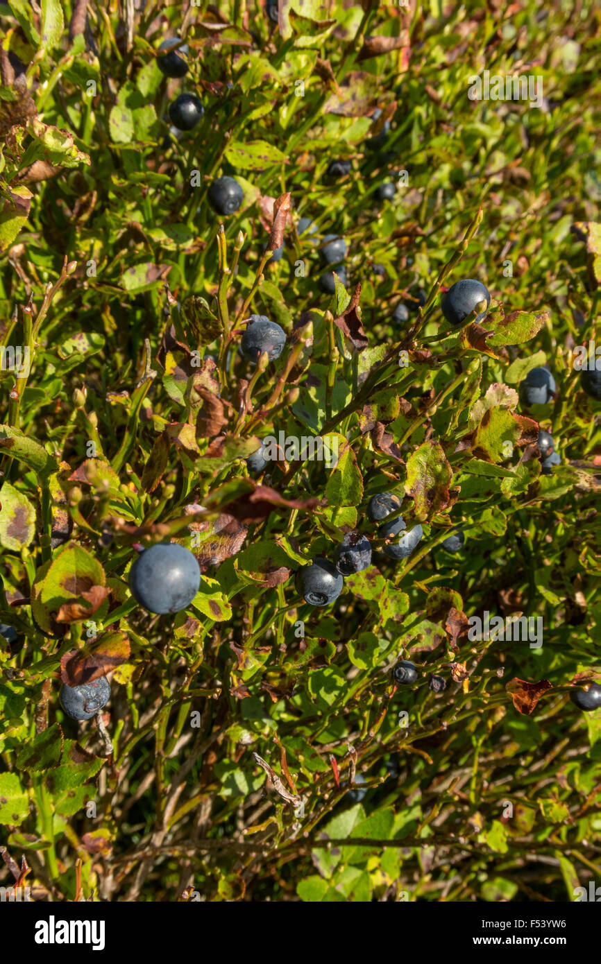 Wild Bilberry, Snowdonia Stock Photo Alamy