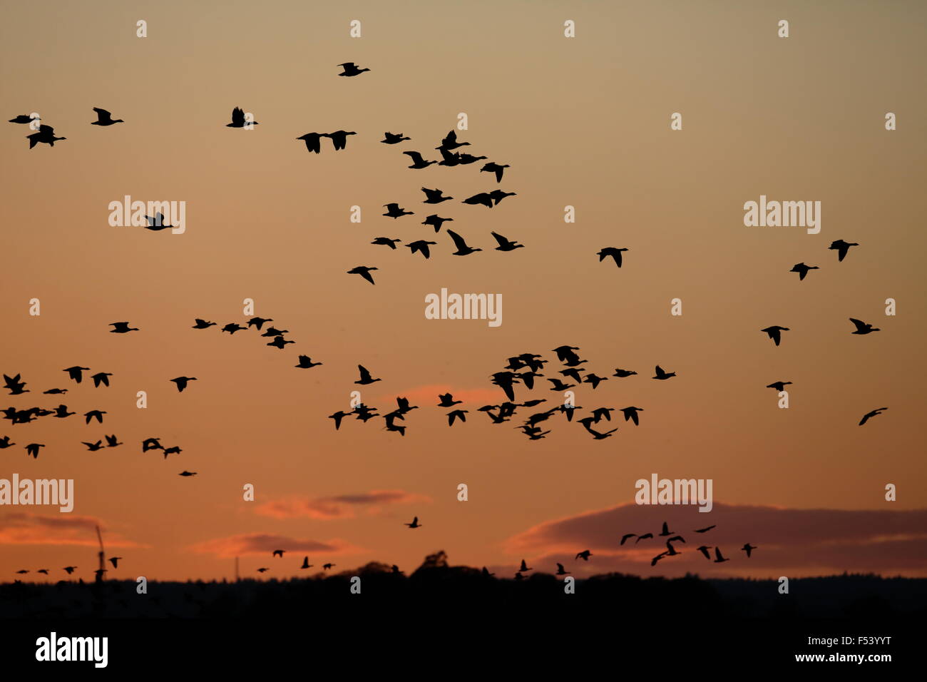 Pink-footed Geese, Anser platyrhynchus, flock at dusk heading to roost at Montrose Basin Stock Photo