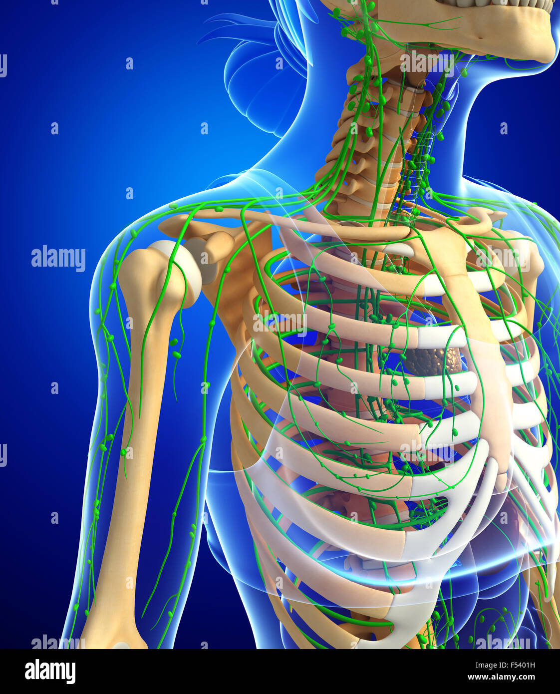 Illustration Of Female Skeleton With Lymphatic System Stock Photo - Alamy