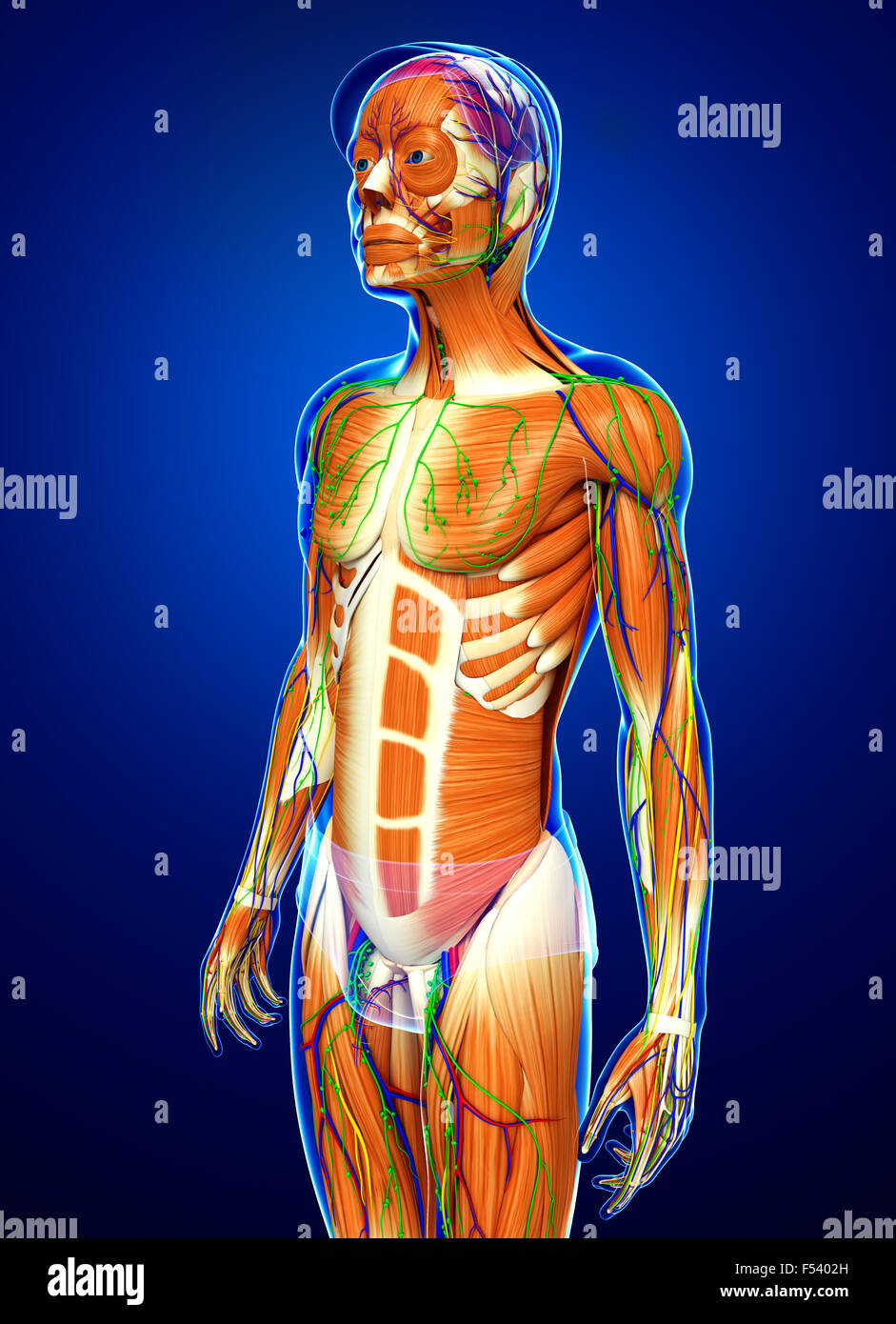 Physical Body 3d rendered illustration of human body anatomy Stock Photo - Alamy