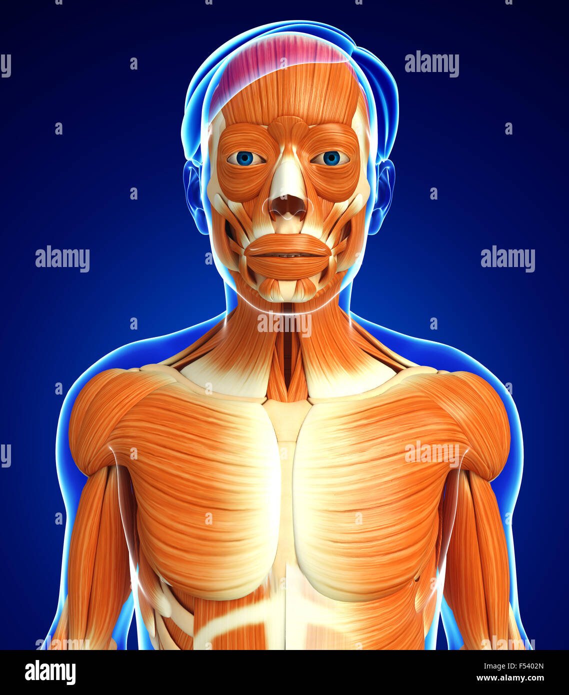 Physical Body 3d rendered illustration of human body anatomy Stock Photo - Alamy
