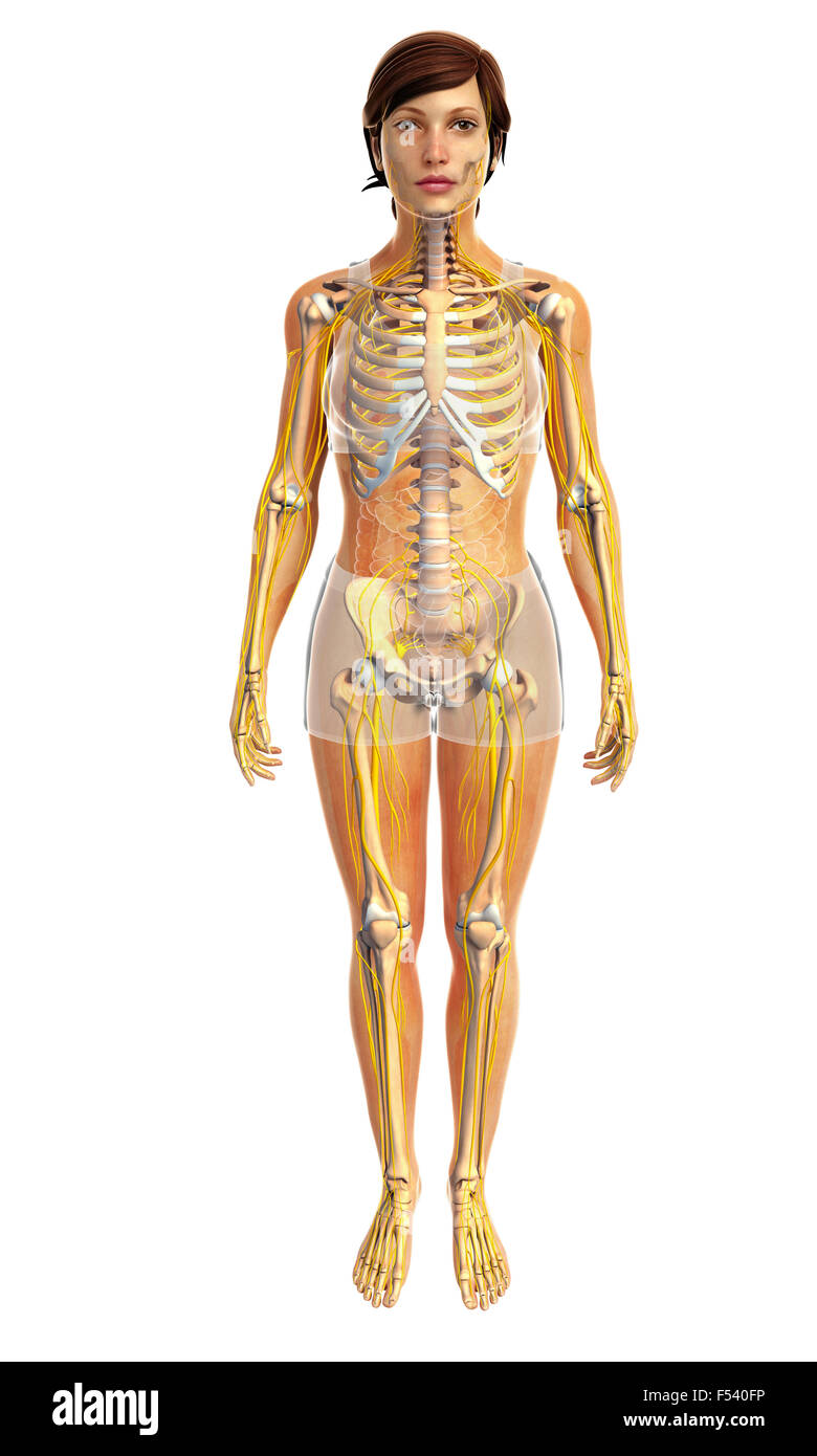3d rendered illustration of human body anatomy Stock Photo - Alamy