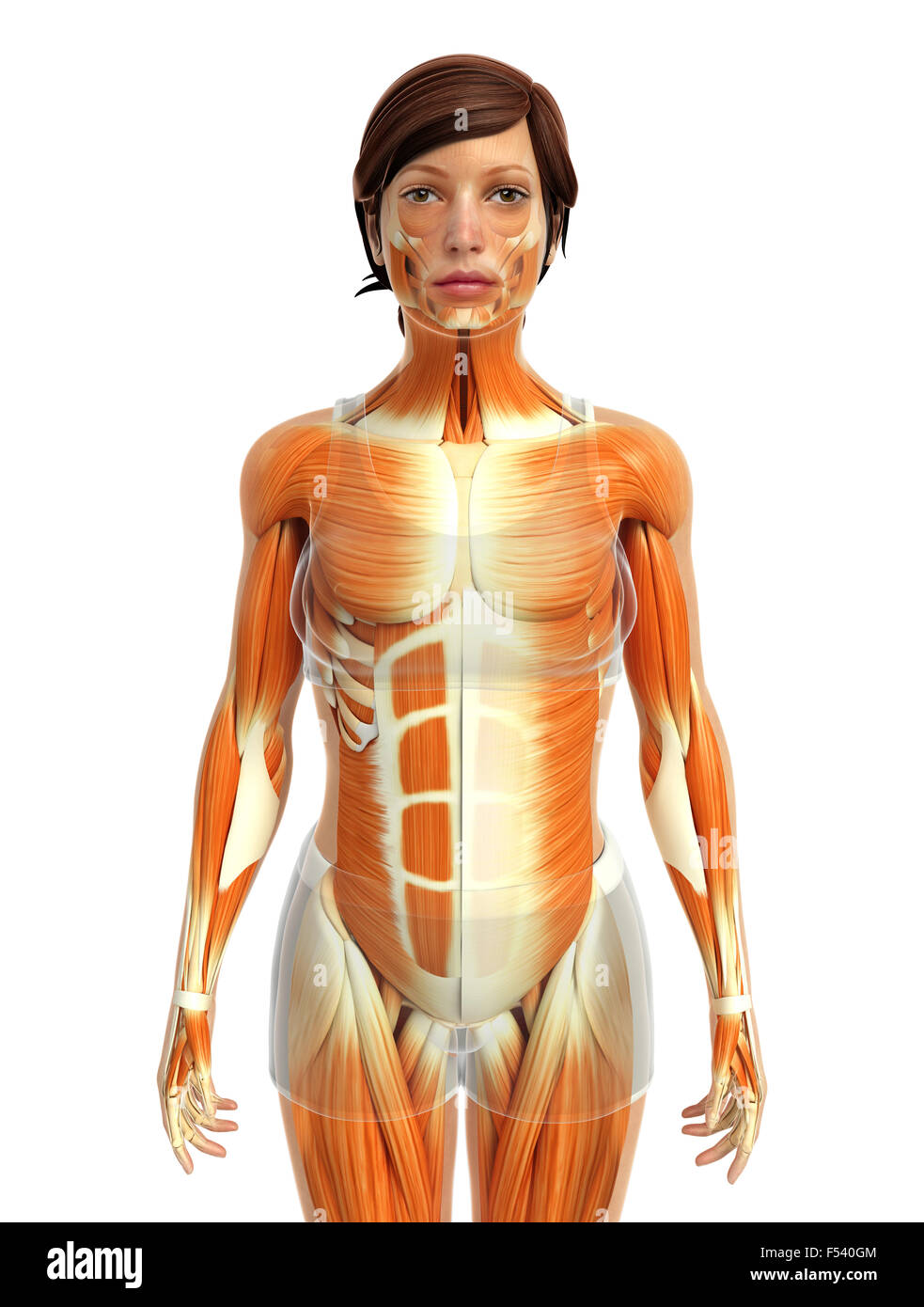 Physical Body 3d rendered illustration of human body anatomy Stock Photo - Alamy