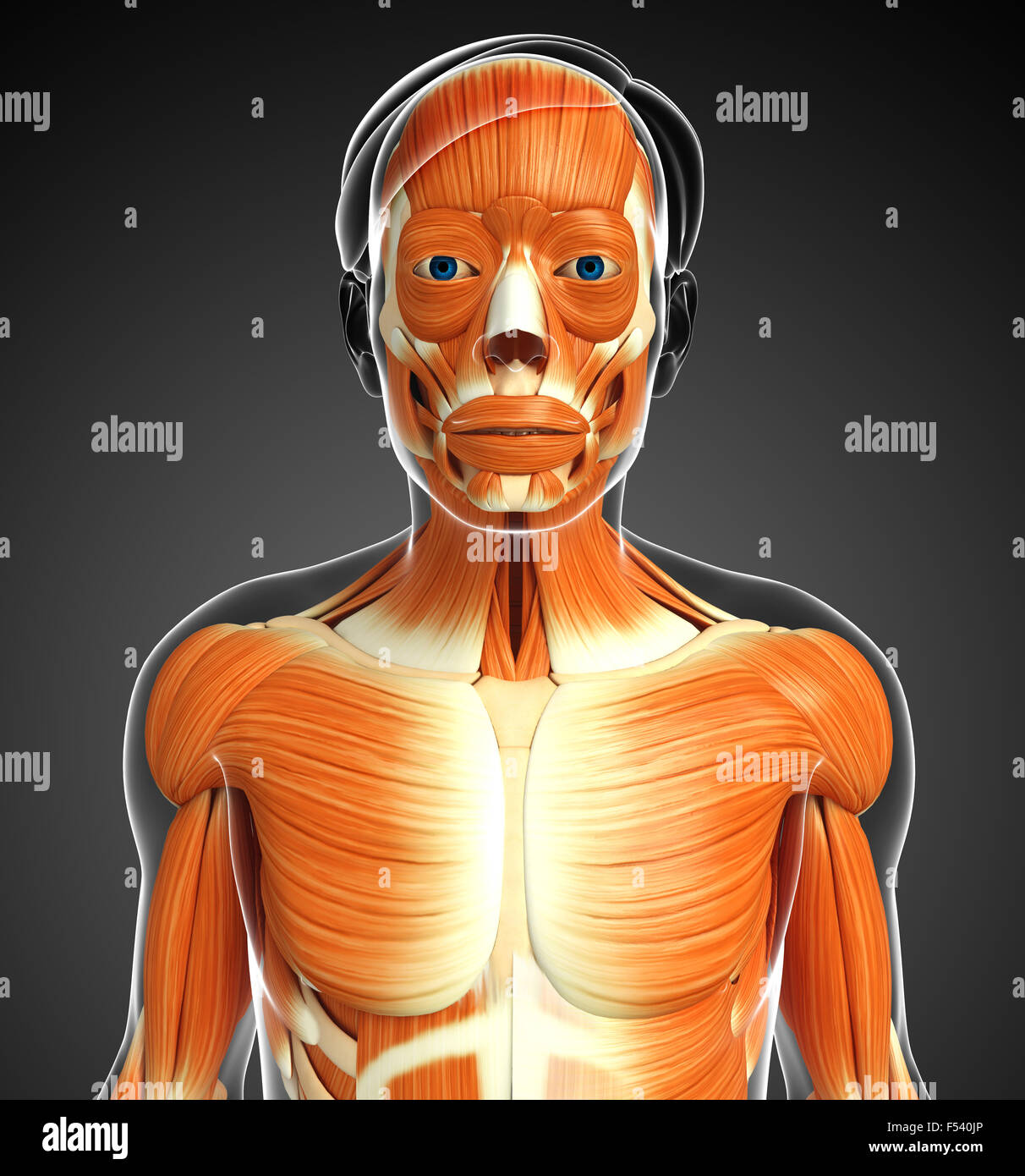 3d rendered illustration of human body anatomy Stock Photo - Alamy