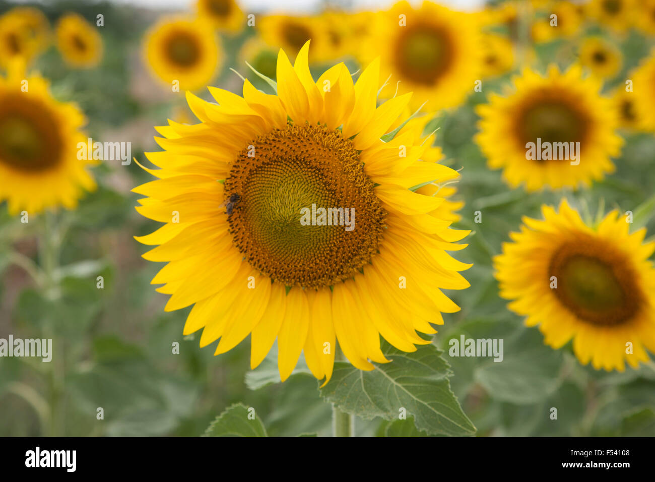 Sunflower in Field in Sunlight Stock Photo - Alamy