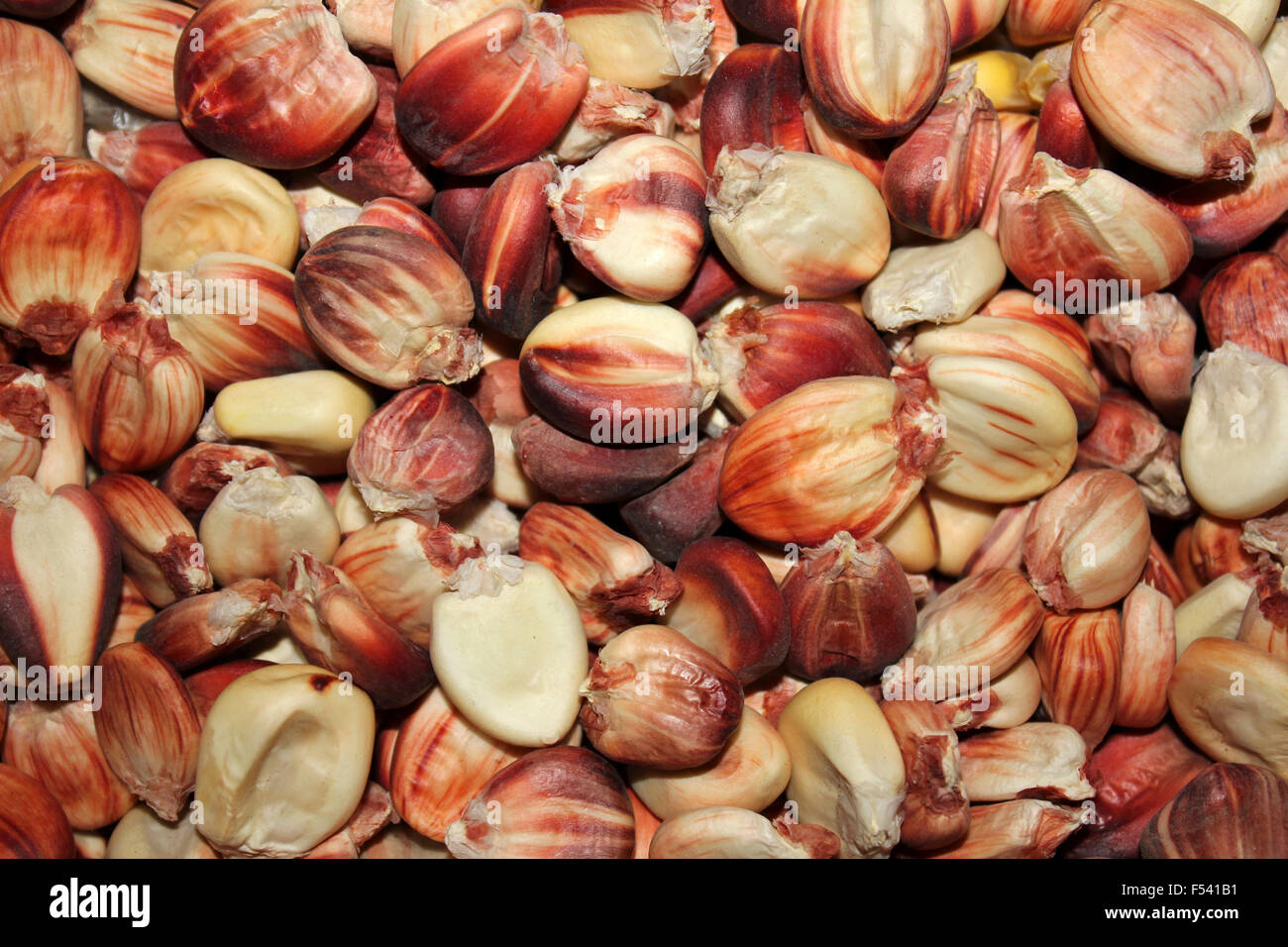 Peruvian Maize Kernels Stock Photo