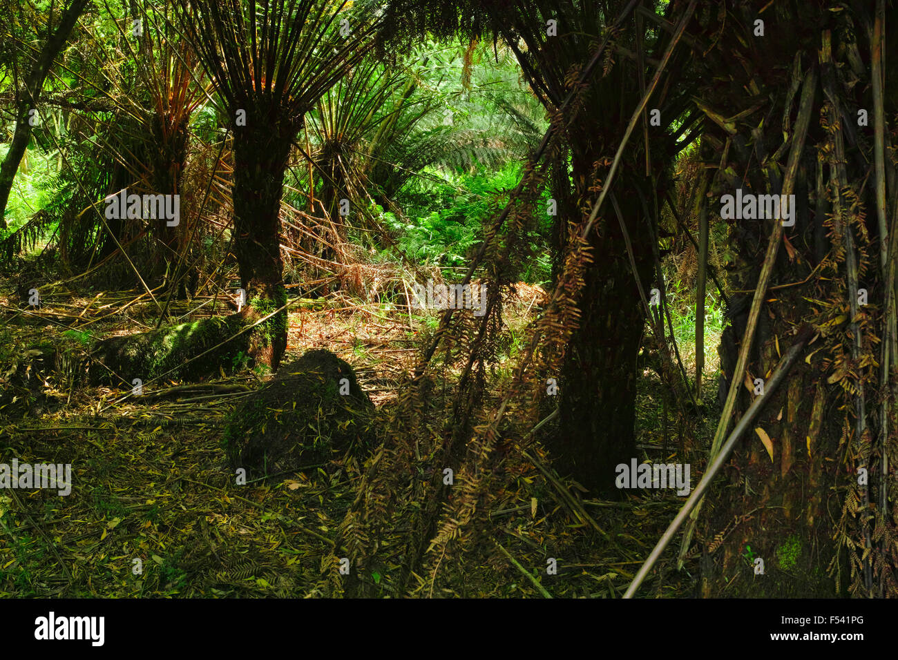 Tree Ferns in the Dandenong Ranges; Victoria, Australia. Stock Photo