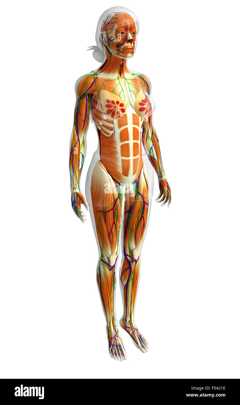 Physical Body 3d rendered illustration of human body anatomy Stock Photo - Alamy