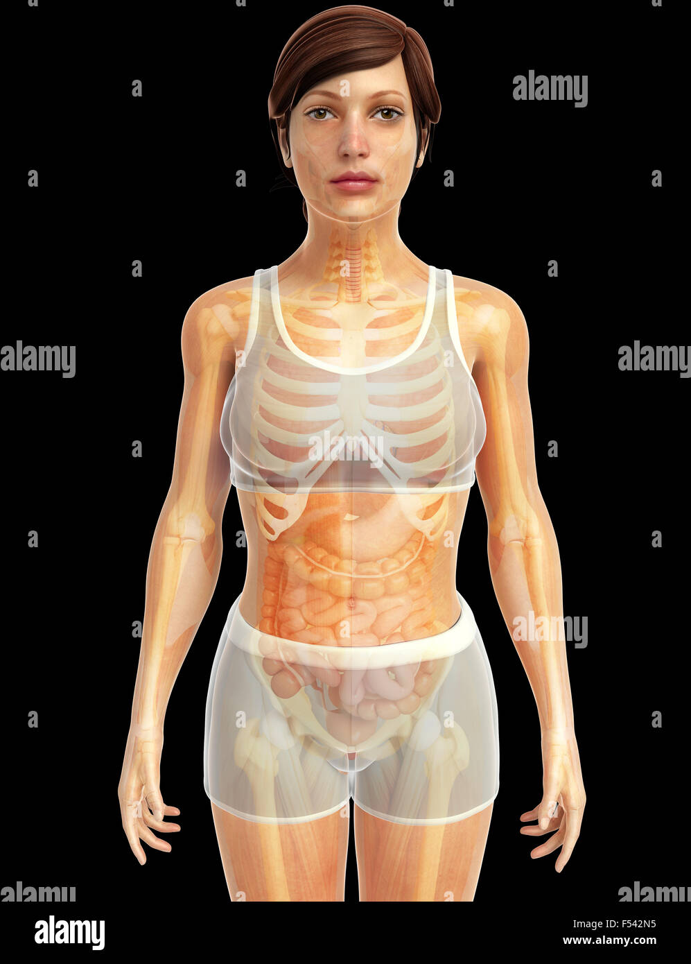 3d rendered illustration of human body anatomy Stock Photo - Alamy