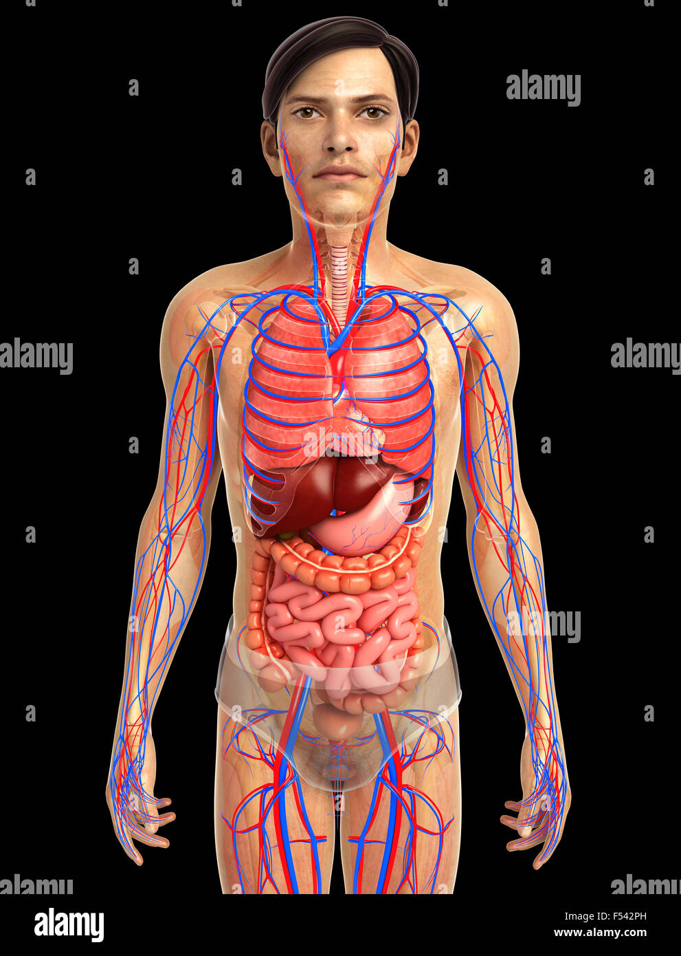 Physical Body 3d rendered illustration of human body anatomy Stock Photo - Alamy
