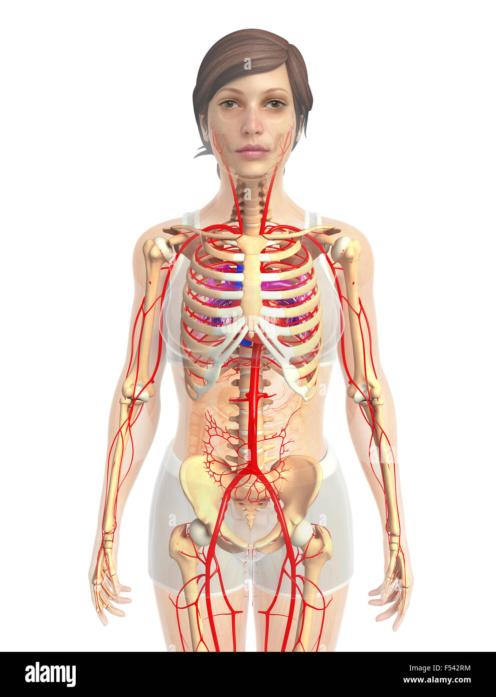 Matlab Plot Human Body 3d rendered illustration of human body anatomy Stock Photo - Alamy