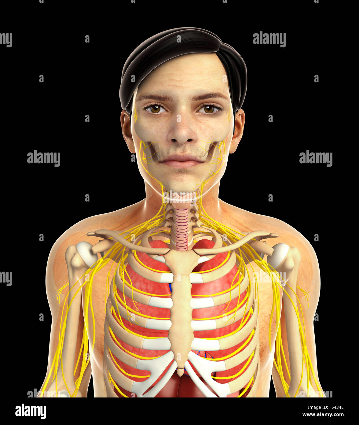 3d rendered illustration of human body anatomy Stock Photo Alamy