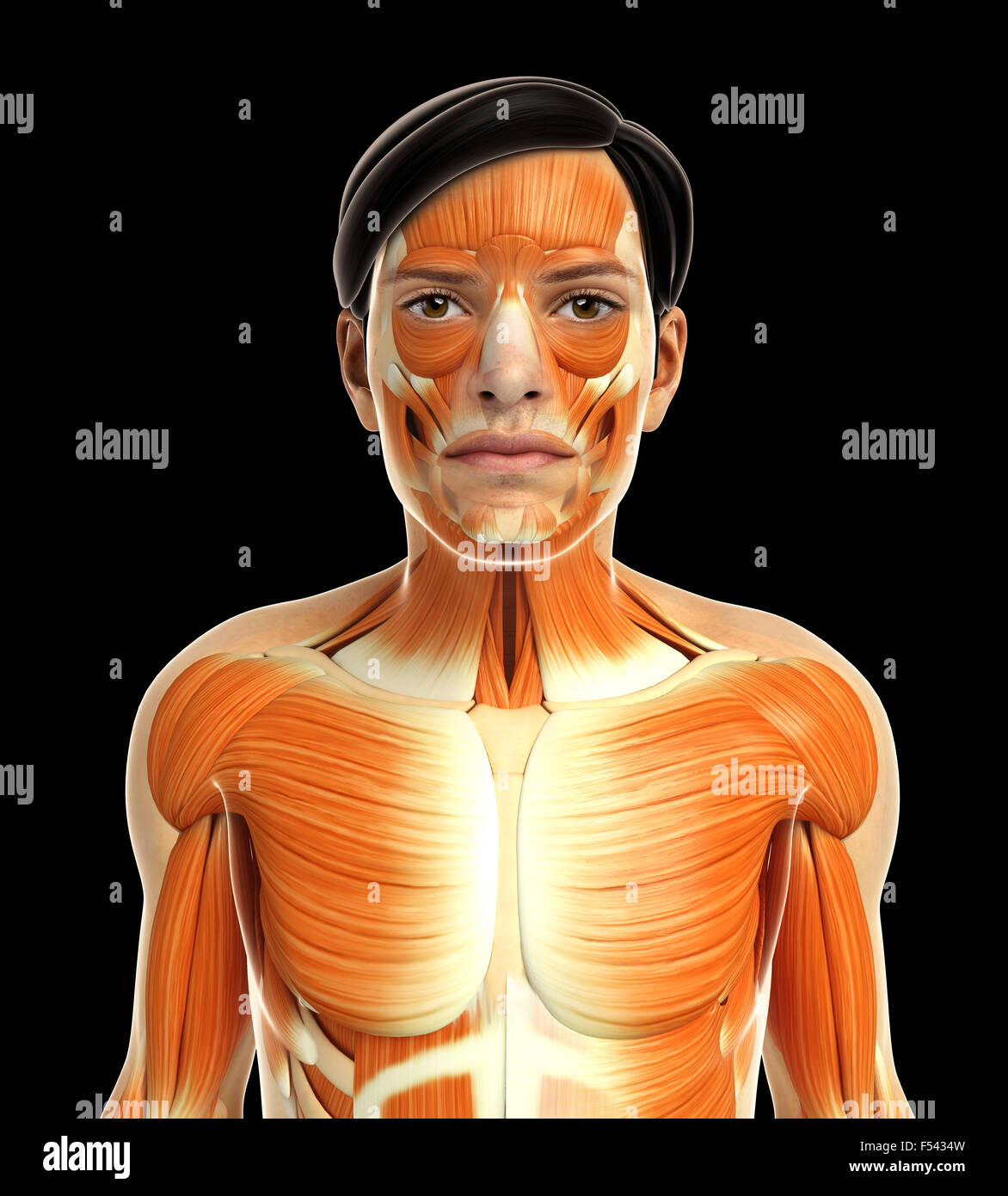 3d rendered illustration of human body anatomy Stock Photo Alamy