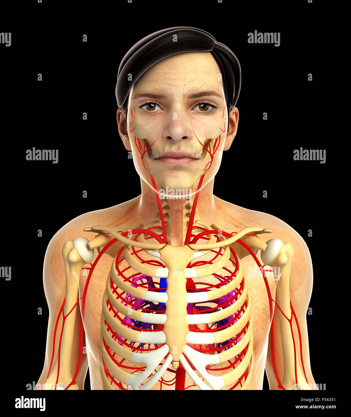3d rendered illustration of human body anatomy Stock Photo Alamy