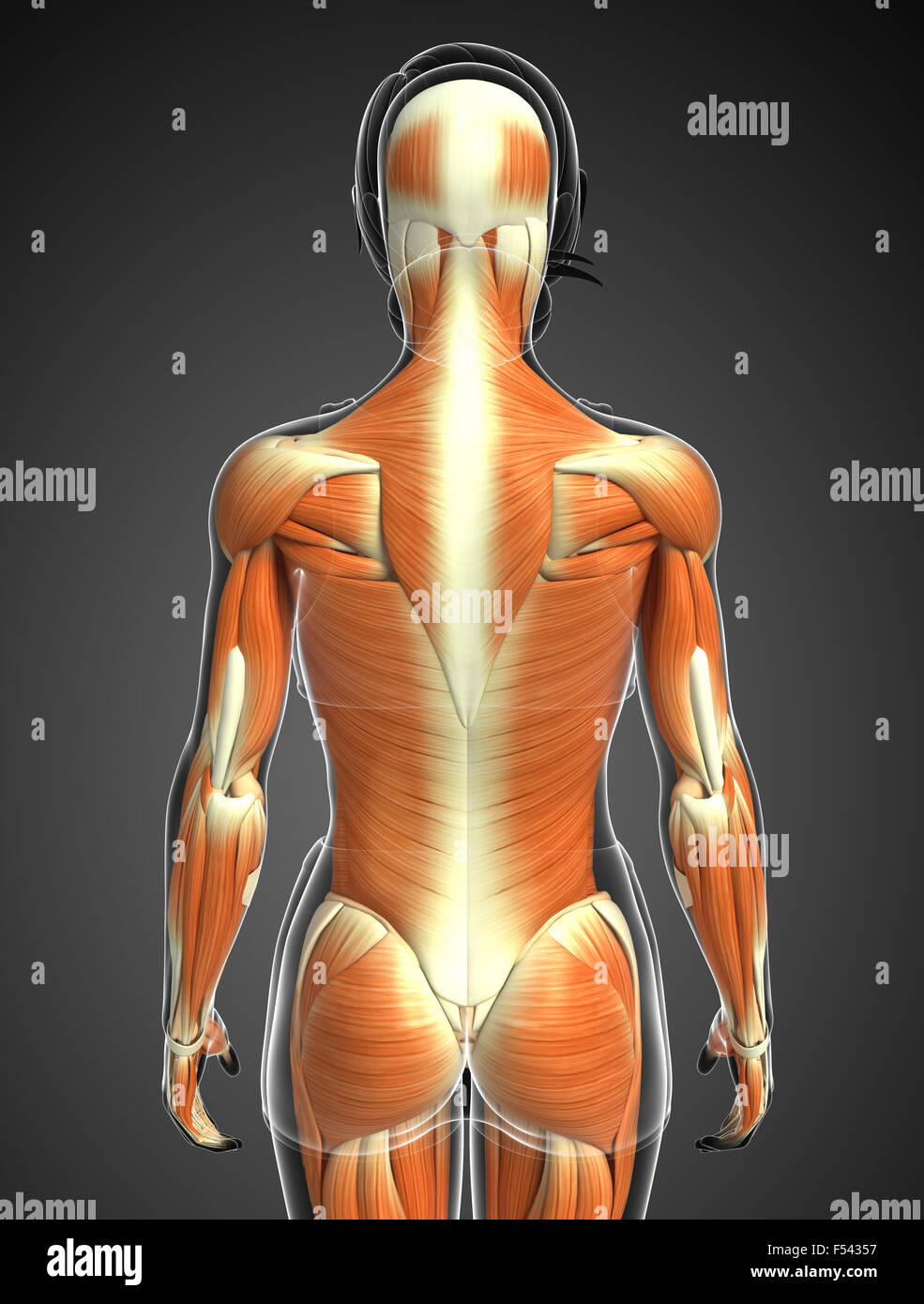 3d rendered illustration of human body anatomy Stock Photo - Alamy