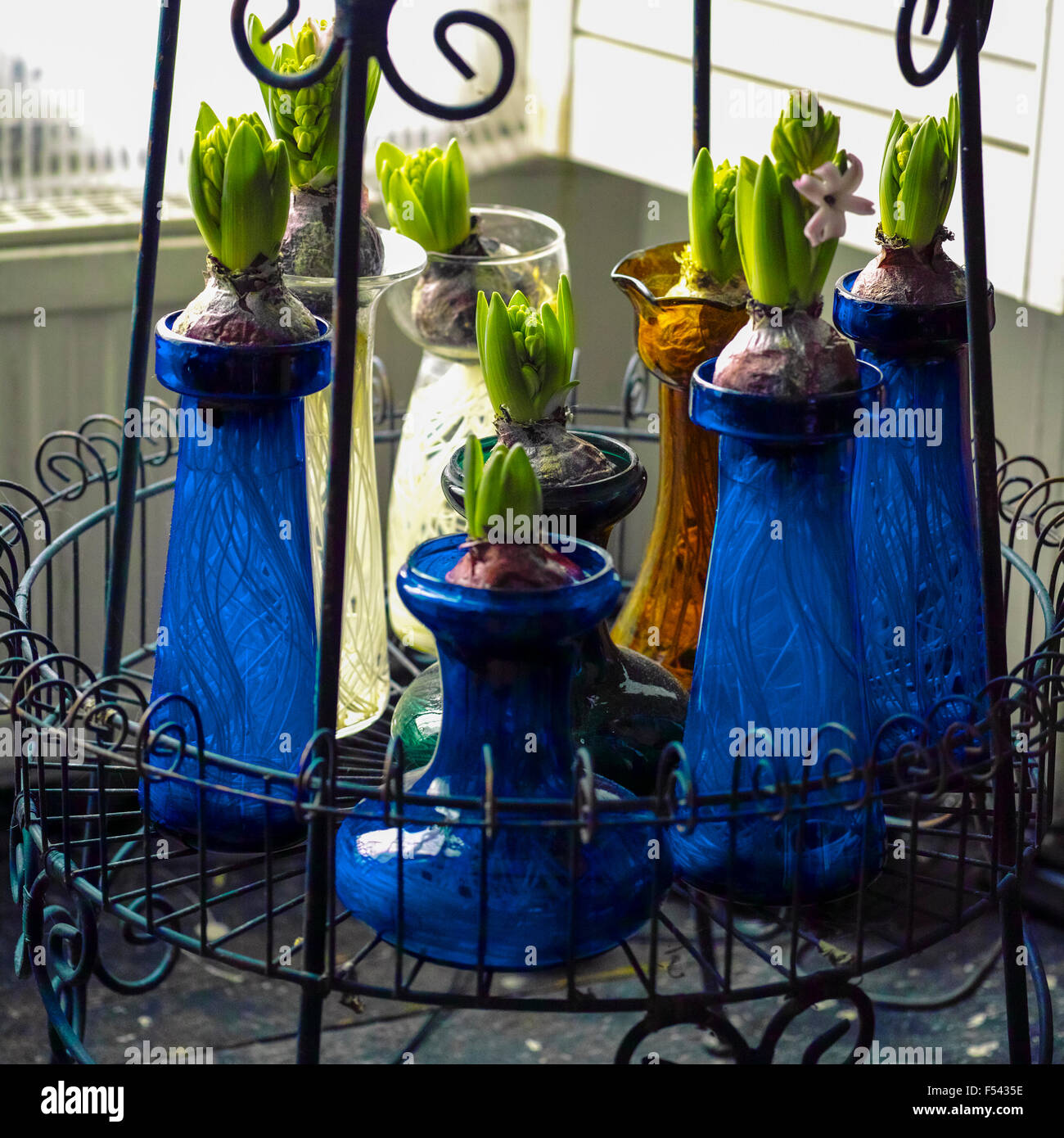Hyacinths growing in glass hyacinth vases close to blooming in time for Christmas Stock Photo