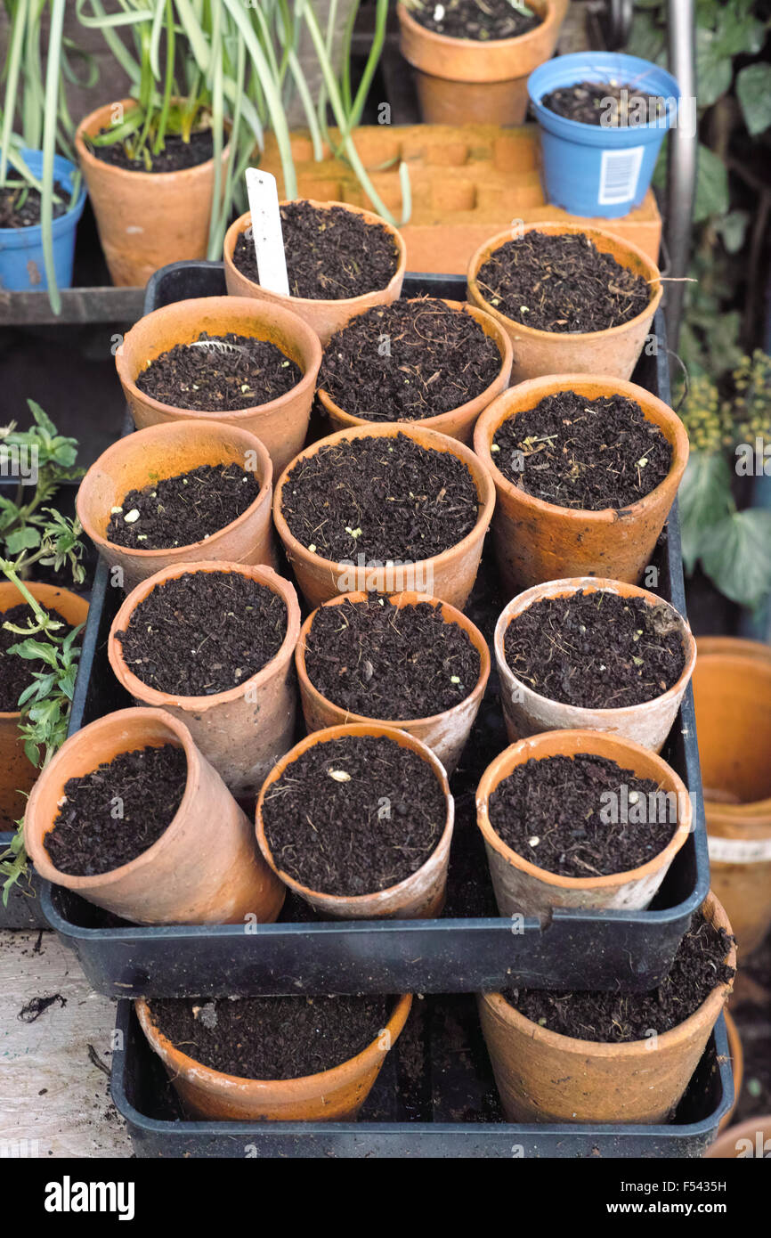Terracotta plant pots filled with compost and seeds waiting to germinate and grow shoots in the Autumn garden Stock Photo