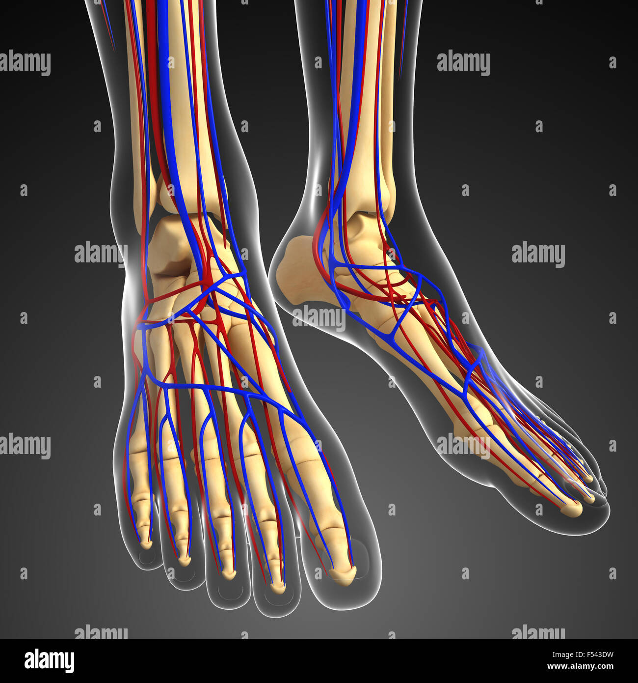 Illustration of human skeletal circulatory system Stock Photo