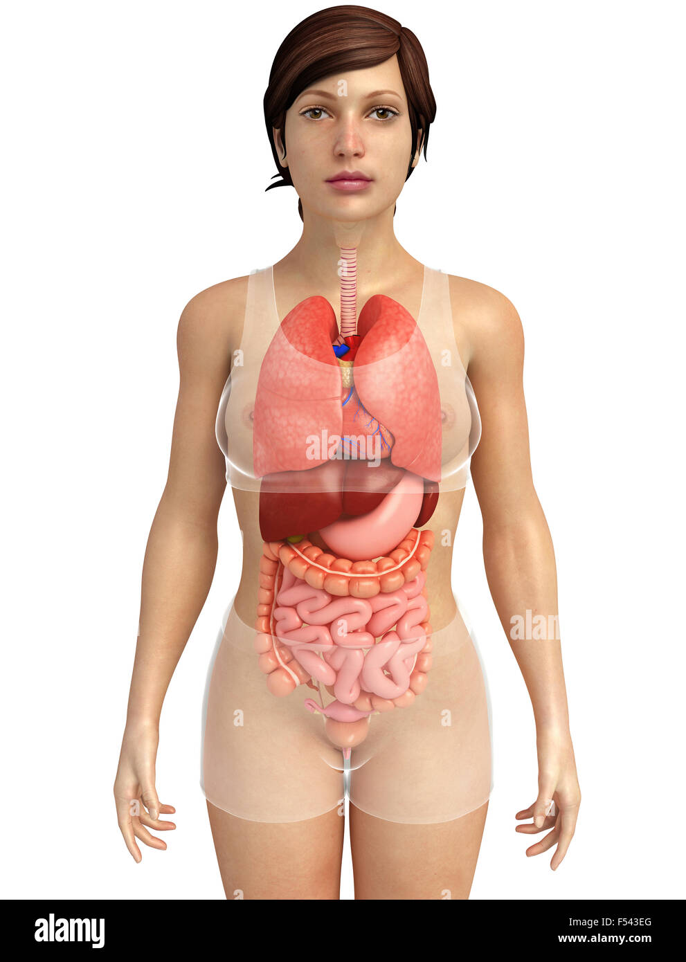Анатомия женщины в разрезе