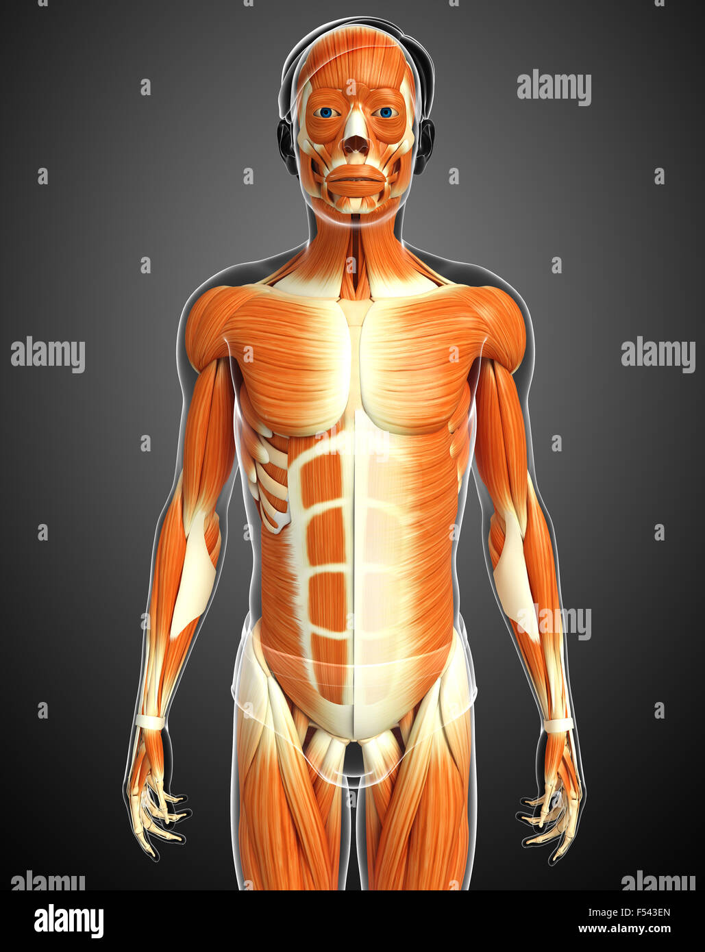 3d rendered illustration of human body anatomy Stock Photo - Alamy