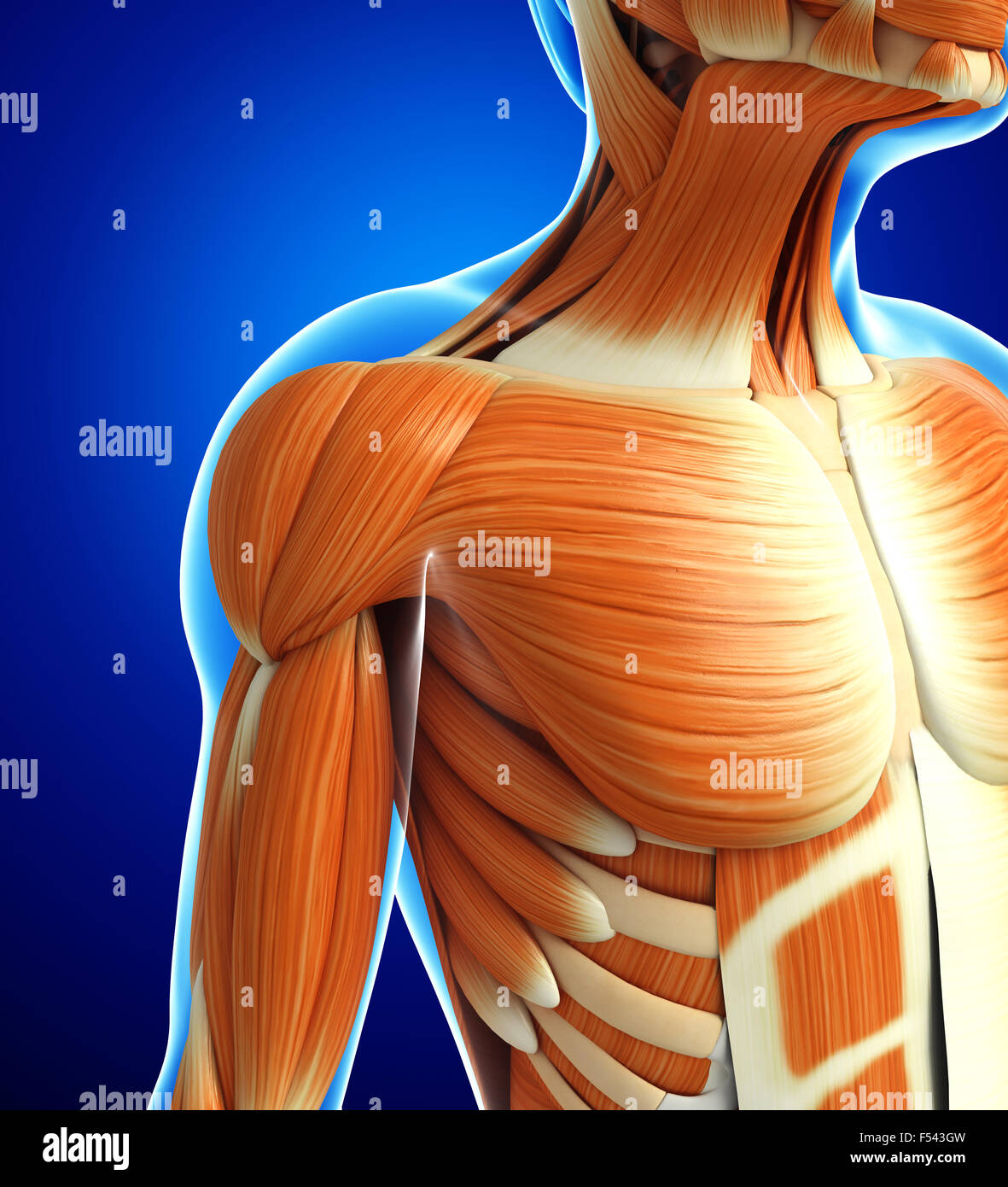 3d rendered illustration of human body anatomy Stock Photo - Alamy