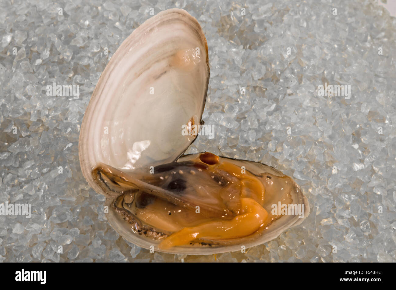 Bivalve clam used to eat after cooking or without cooking as it is Stock Photo
