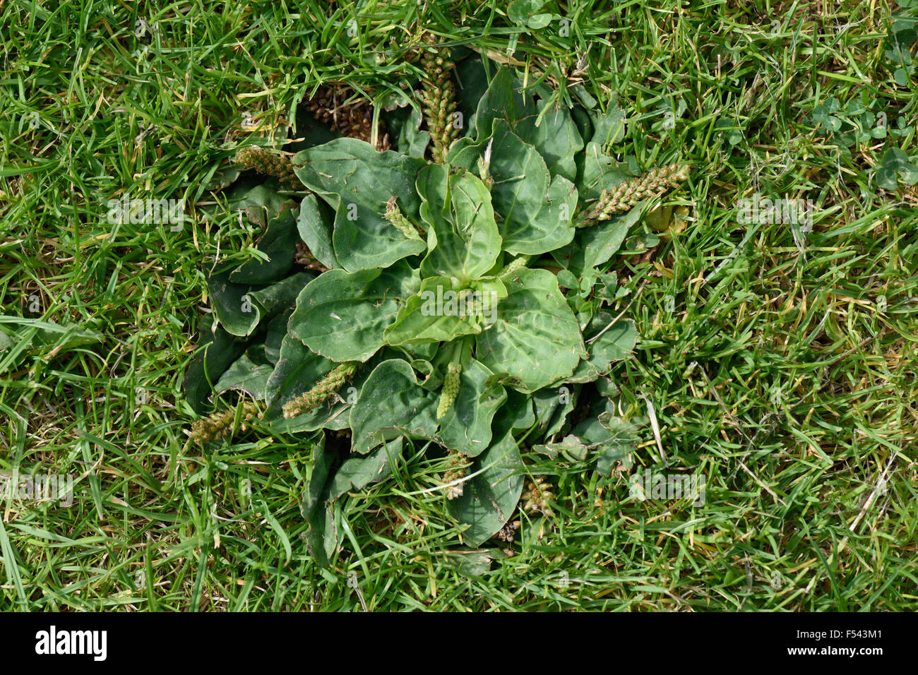 A rosette of a hoary plantain, Plantago media, mown short in a garden lawn with stunted flowers and seedheads, August Stock Photo