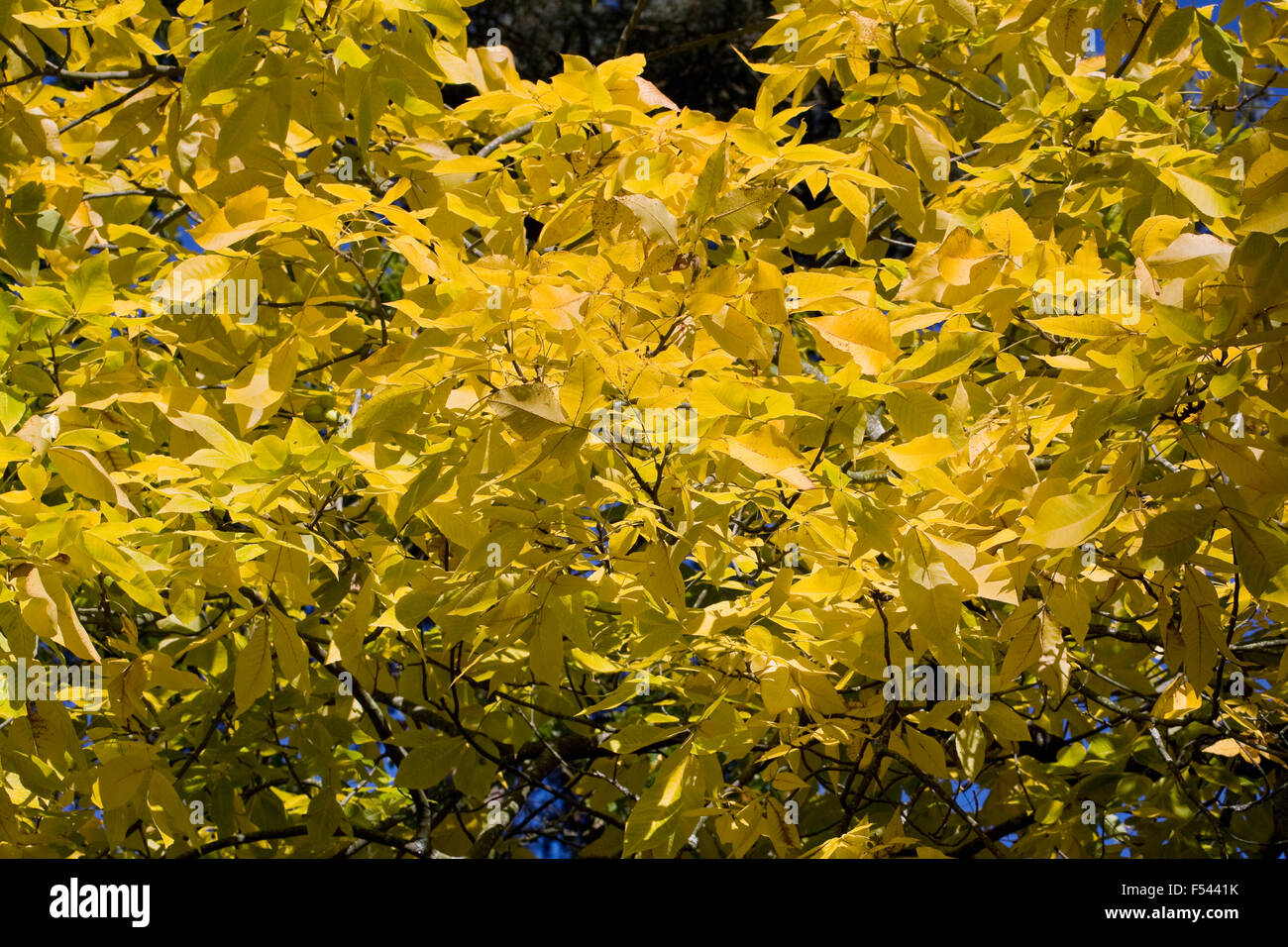 Carya ovata. Autumnal leaves of the Hickory tree. Stock Photo