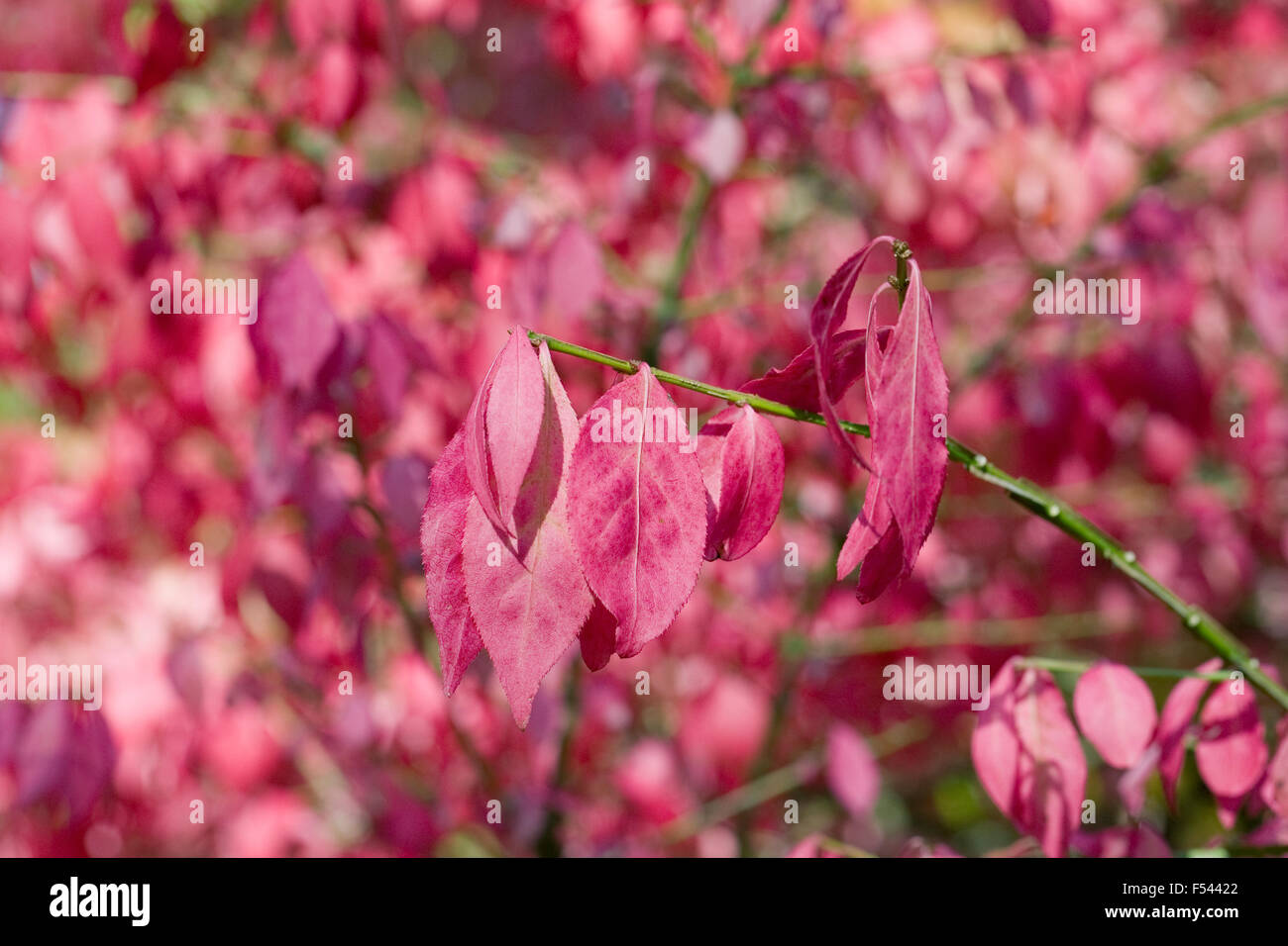 Euonymus alatus leaves in Autumn. Winged spindle tree. Stock Photo