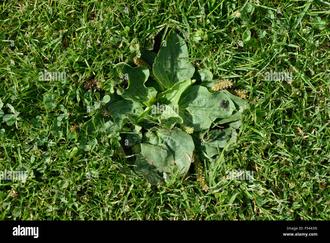 A rosette of a hoary plantain, Plantago media, mown short in a garden lawn with stunted flowers and seedheads, August Stock Photo
