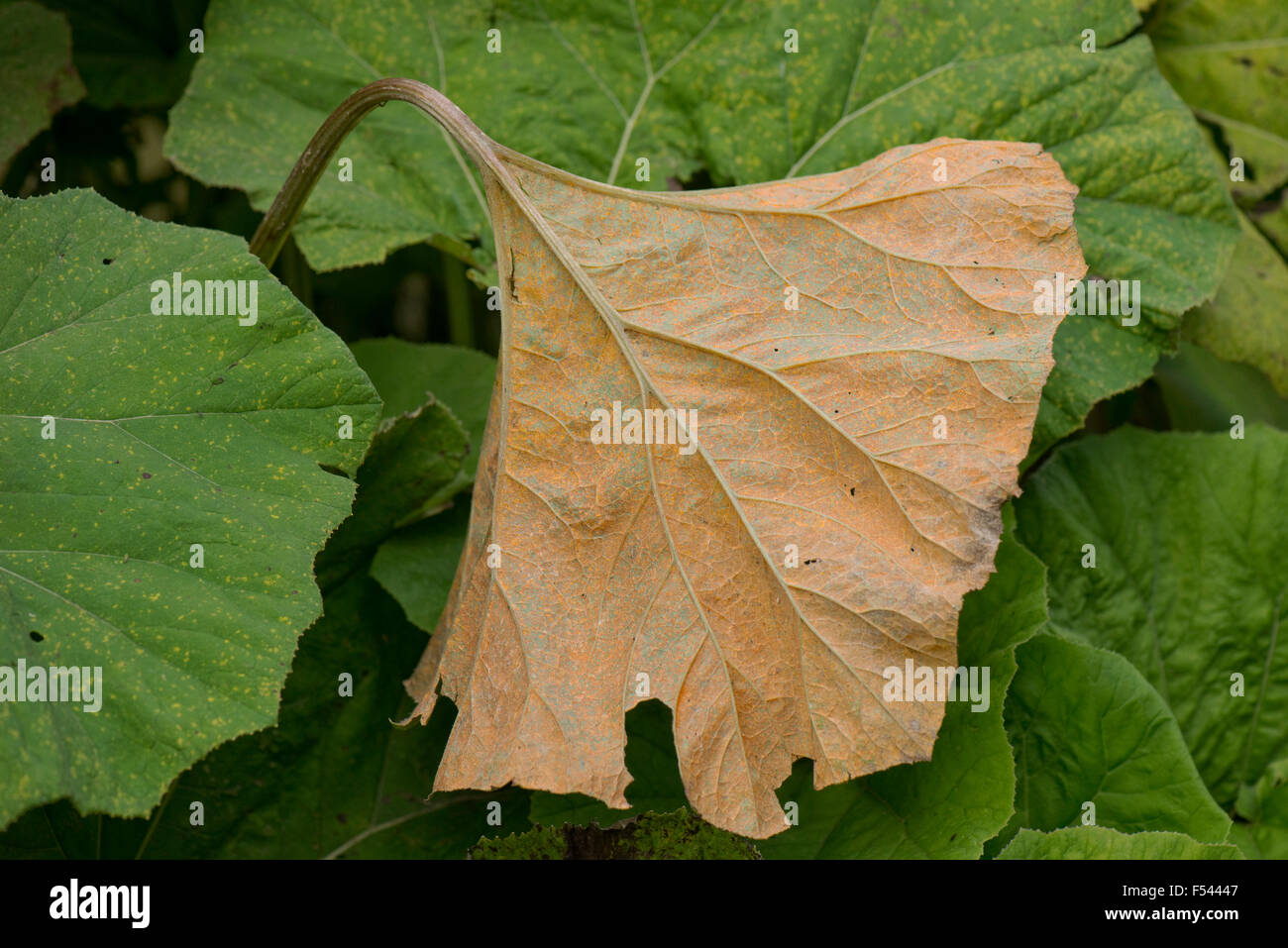 Butterbur rust, Coleosporium petasitis, on the leaf underside of large butterbur leaves, Petasites hybridus, Be rkshire, August Stock Photo