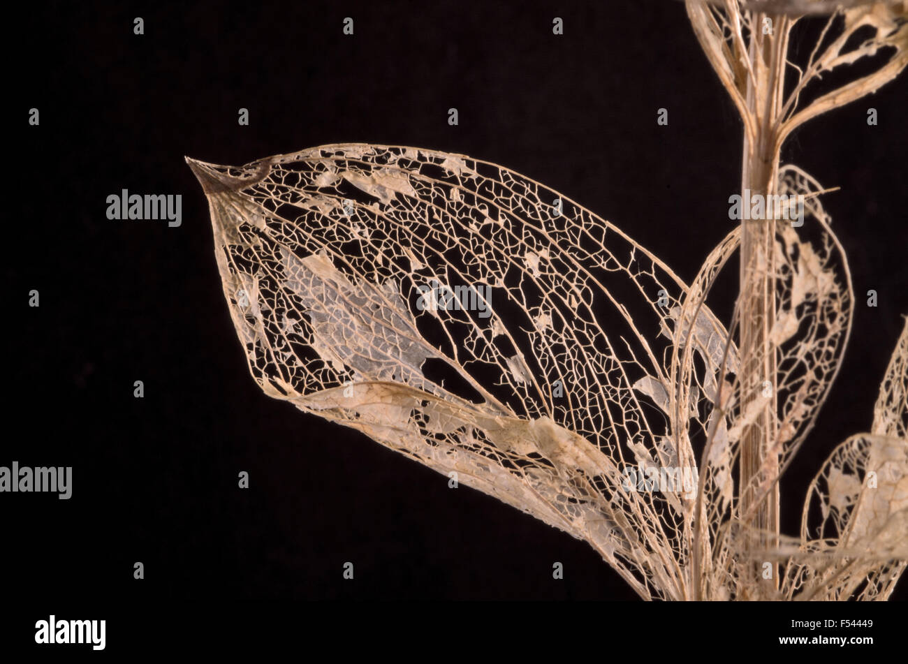 Fragile Structures Fragile Structure High Resolution Stock Photography and Images - Alamy