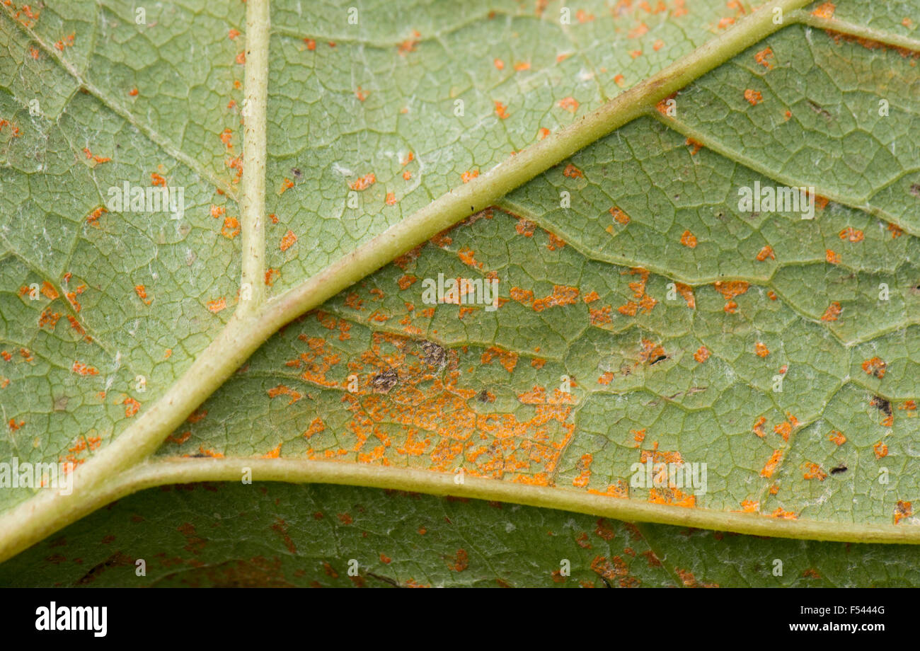 Butterbur rust, Coleosporium petasitis, on the leaf underside of large butterbur leaves, Petasites hybridus, Be rkshire, August Stock Photo