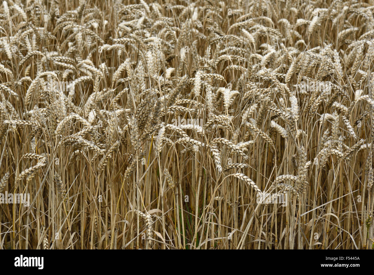 Ears of ripe wheat in crop passed its harvest date because of wet weather, some evidence of sooty mould developing, Berkshire Stock Photo