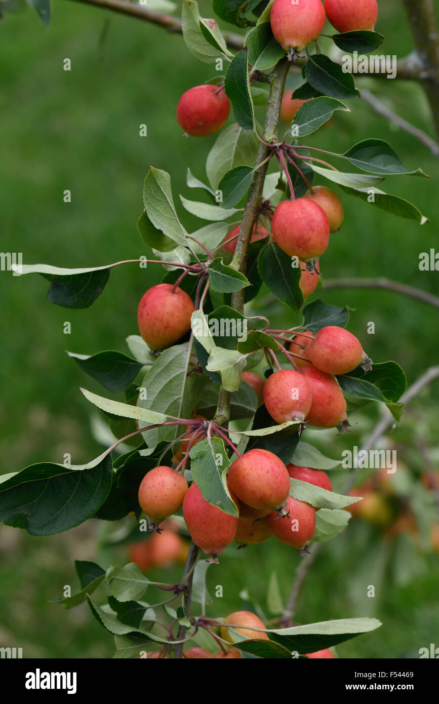 Large red fruit on Malus 'John Downie' crab apple tree in summer, Berkshire, August Stock Photo