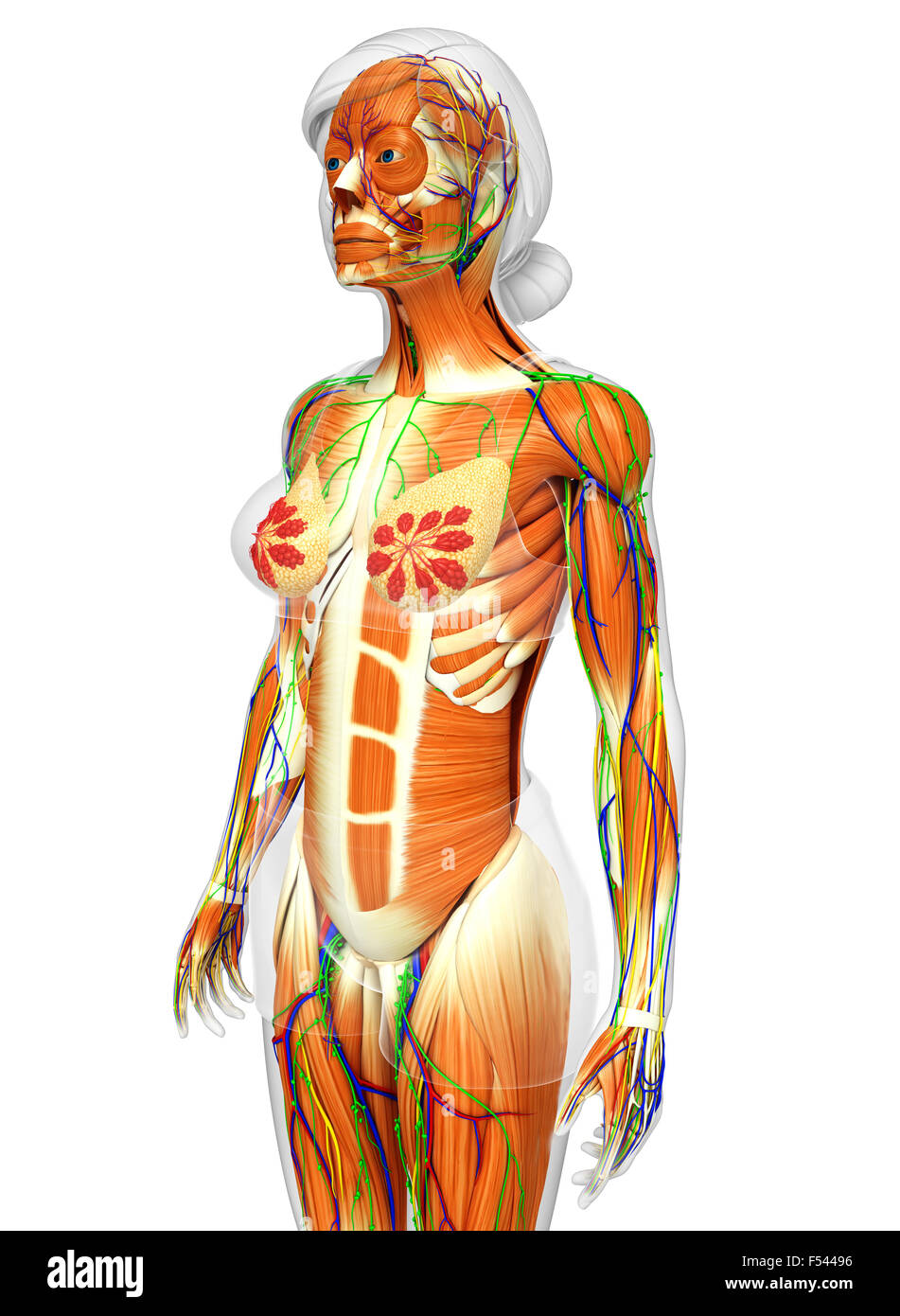 3d rendered illustration of human body anatomy Stock Photo - Alamy
