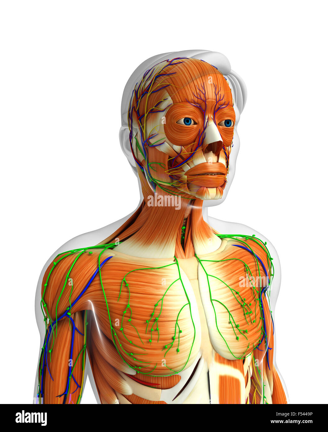 Physical Body 3d rendered illustration of human body anatomy Stock Photo - Alamy