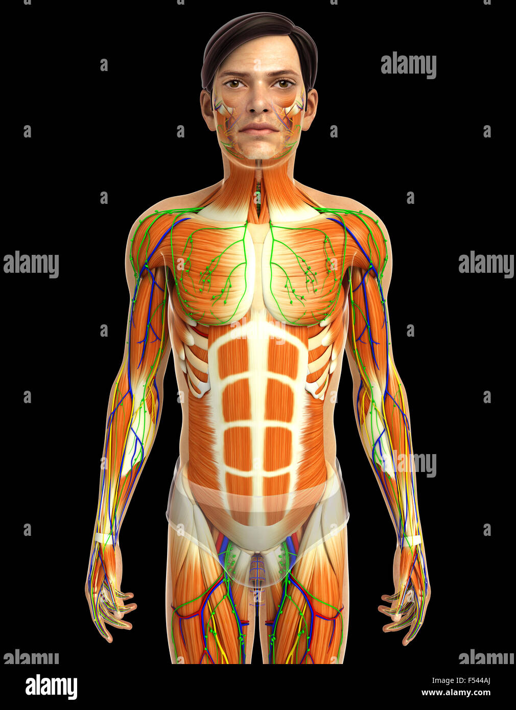 Physical Body 3d rendered illustration of human body anatomy Stock Photo - Alamy