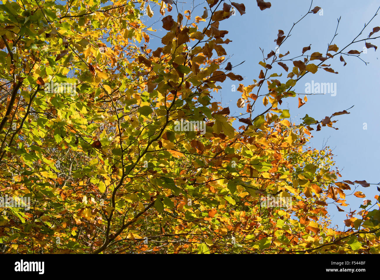 Leaves of golden browns and greens against a blue sky, autumn colours on a beech tree, Berkshire, October Stock Photo
