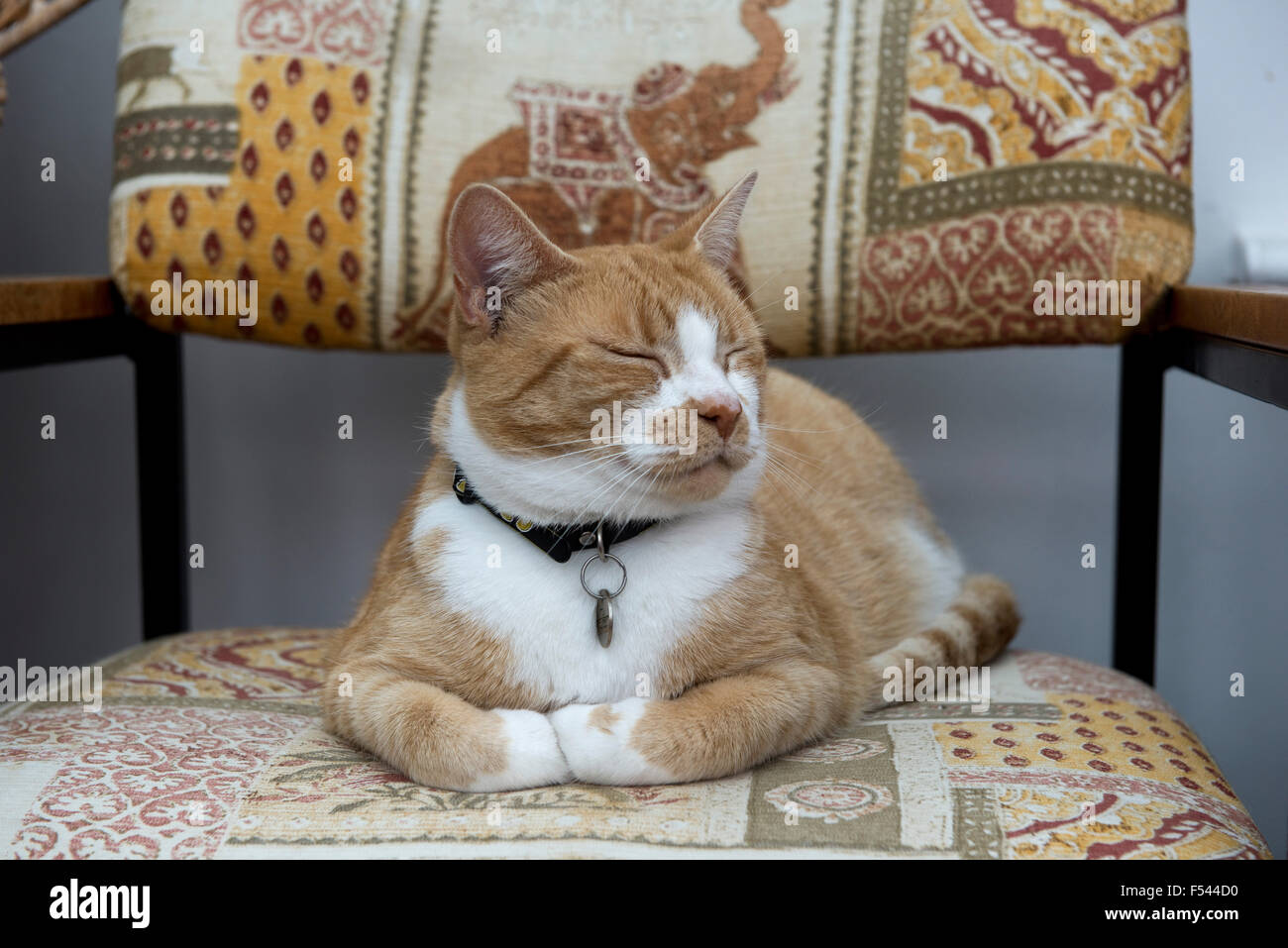 A ginger or marmalade domestic pet cat contentedly sitting on a chair with her eyes closed and paws folded Stock Photo