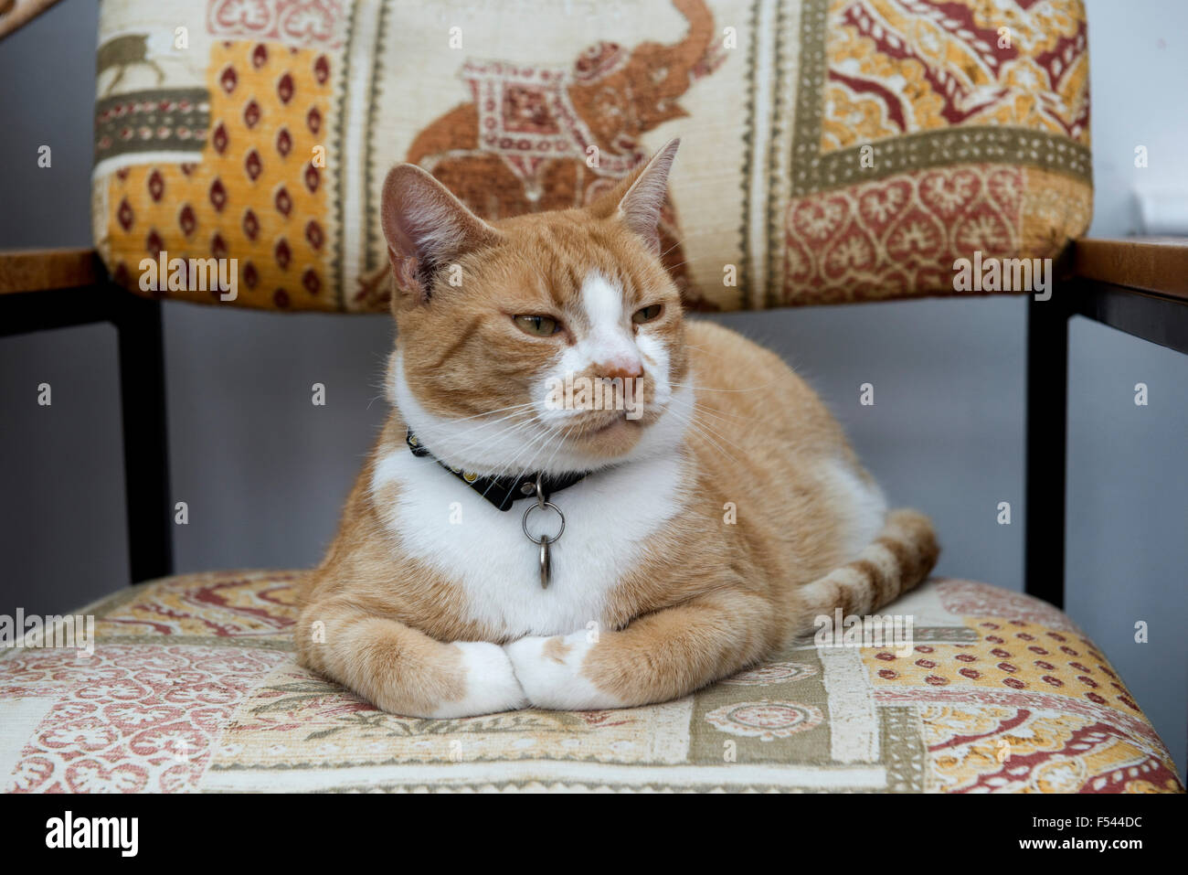 A ginger or marmalade domestic pet cat contentedly sitting on a chair with her eyes closed and paws folded Stock Photo