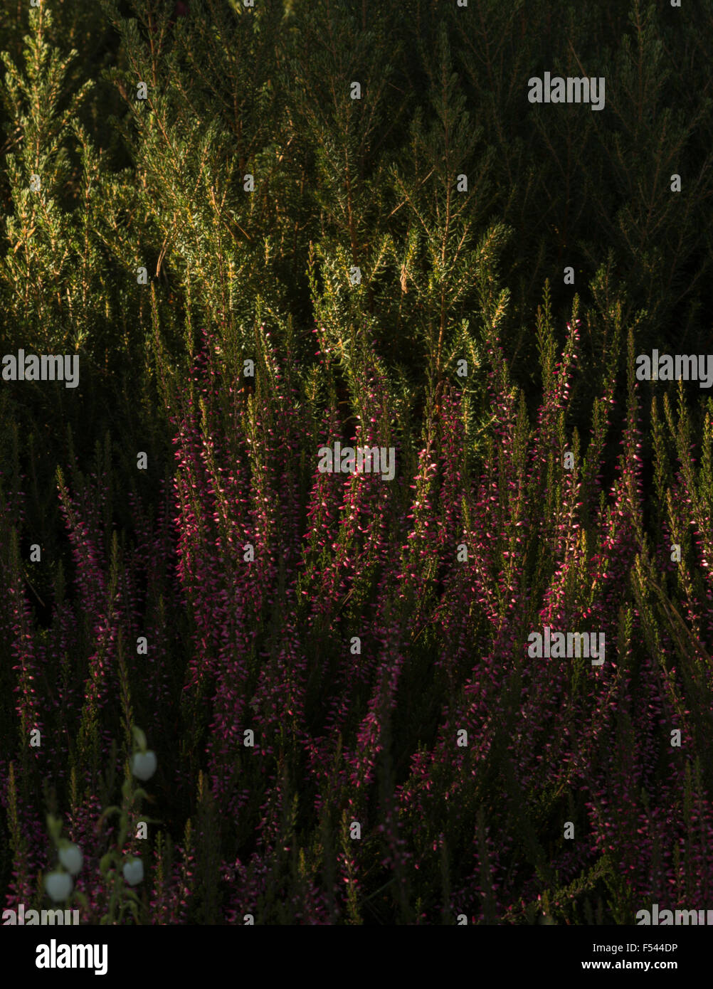 Bed of late autumn heather against dwarf conifers, dappled light Stock Photo