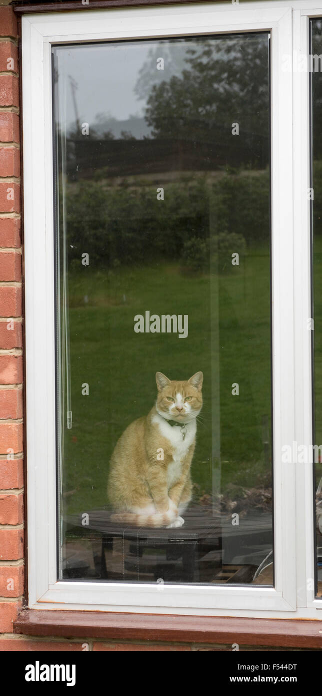 A ginger or marmalade domestic pet cat sitting looking out of a window Stock Photo